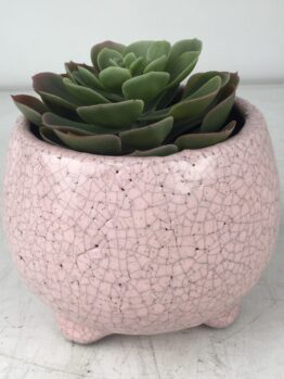Tang Bowl with Feet Rose pink decorative glazed pots for feature plants with a succulent inside