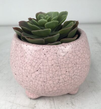 Tang Bowl with Feet Rose pink decorative glazed pots for feature plants with a succulent inside