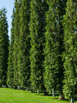 Thuja plicata fastigiata Upright Conifers in a row Western Red Cedar Trees hedge screening green foliage