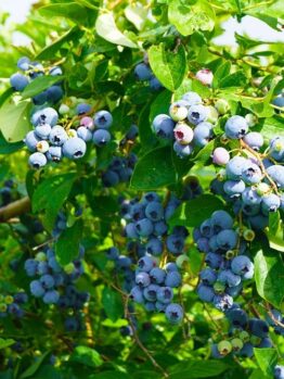 Clusters of ripe blueberries emerge through vibrant green leaves, evoking the abundant foliage typical of a flourishing Carex buchananii 'Leatherleaf Sedge' landscape, available in a 6" pot (bulk buy of 48).