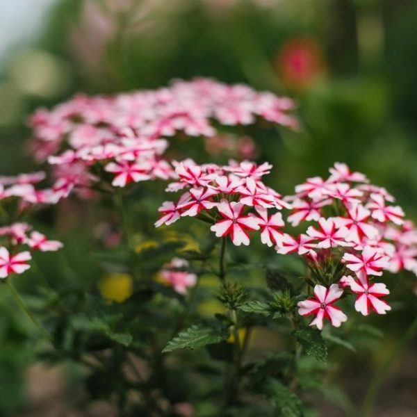Verbena hybrid Lanai Candy Cane flowers with multicoloured pink and white stripes