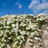 Clematis montana alba White star shaped open flowers growing on a stone wall creeping down