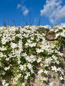 Clematis montana alba White star shaped open flowers growing on a stone wall creeping down