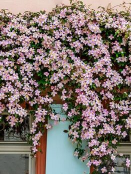 clematis montana rubens rubra growing on the side of a building. pink star shaped flowers