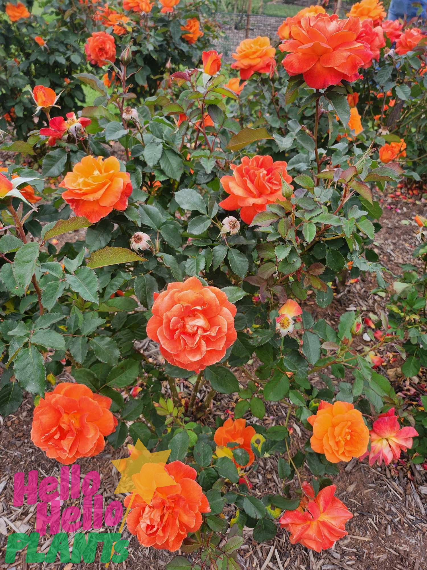 Rose 'Fearless' PBR - Image 2
