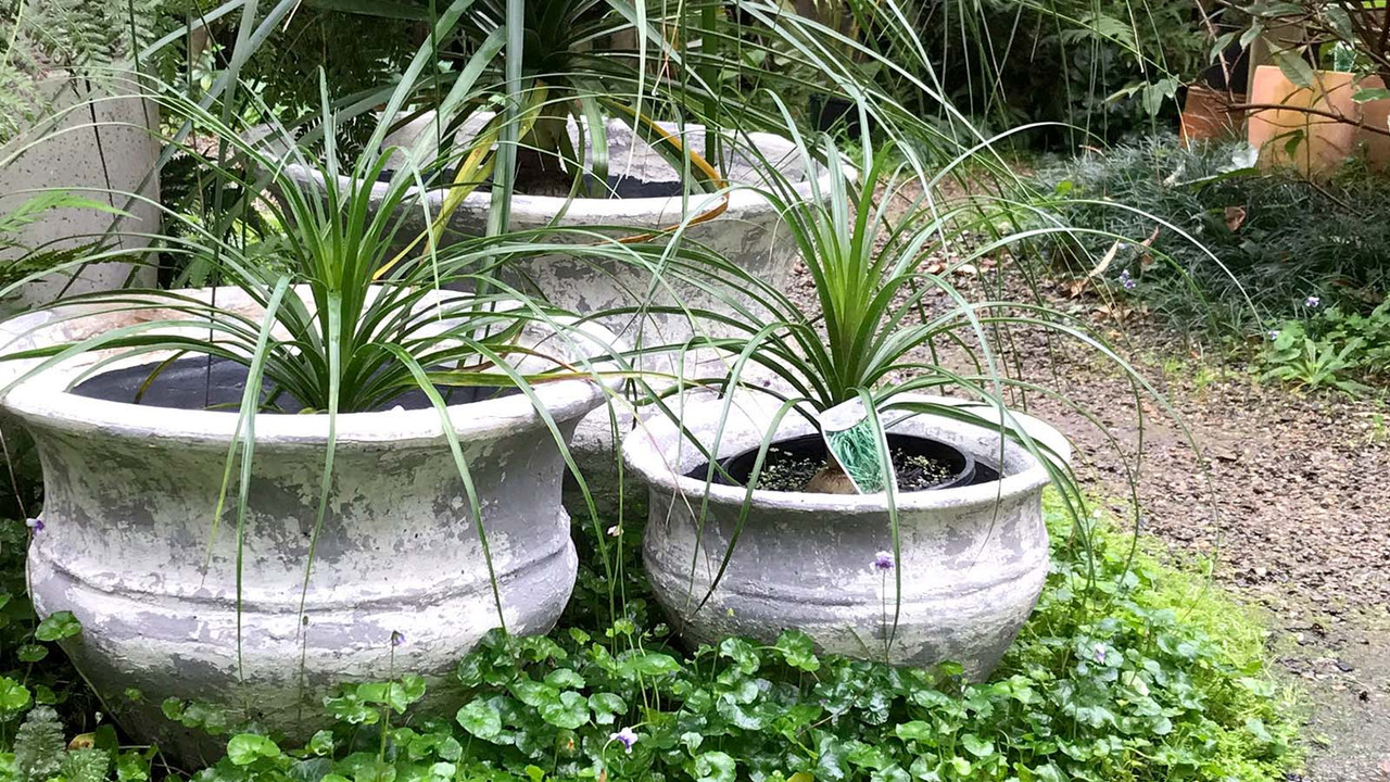 Stoneware Pots