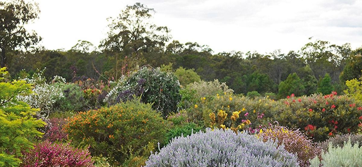 Native plants