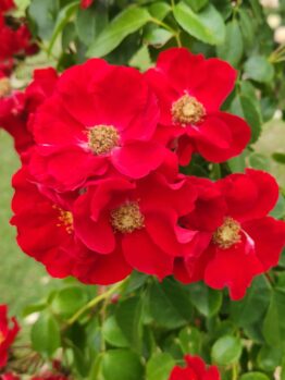 clusters of bright red open shaped rose flowers with yellow stamens in the centre Apache modern shrub rose