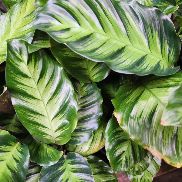 calathea louisae miso plant with dark green and light green coloured leaves tropical indoor plant foliage