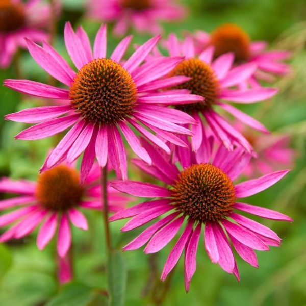 echinacea purpurea pink purple cone flowers