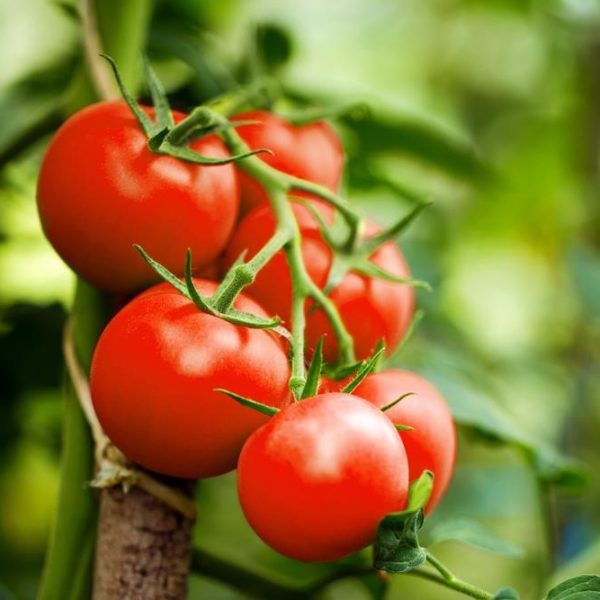 Tomatoes