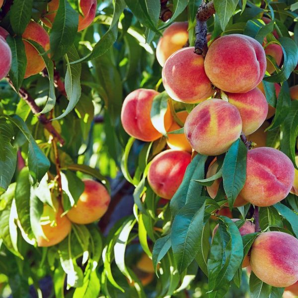 Peaches