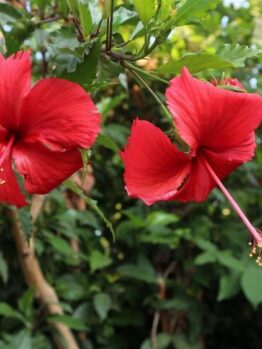 Two red hibiscus flowers are growing in a garden. Hibiscus rosa sinensis Chinese hibiscus with bright red flowers