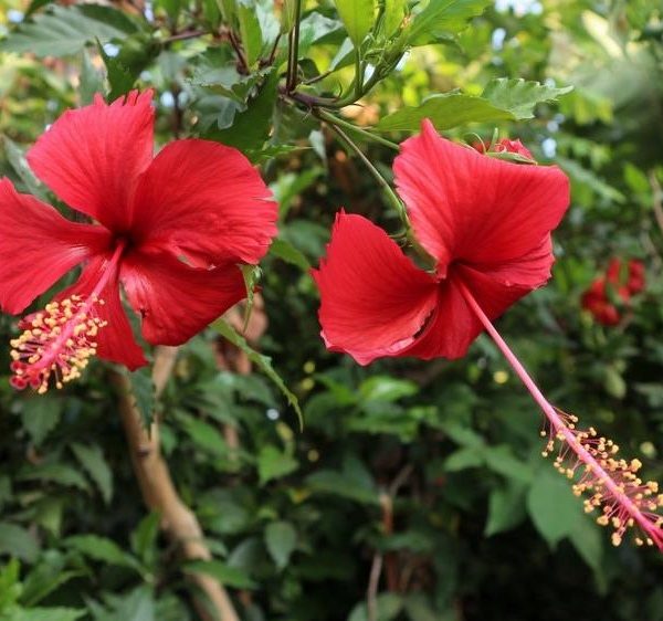 Two red hibiscus flowers are growing in a garden. Hibiscus rosa sinensis Chinese hibiscus with bright red flowers