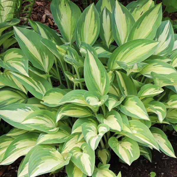 Hosta plantaginea Beach Boy with yellow white and green leaves. striking variegated foliage
