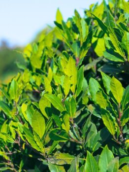 Laurus nobilis bay tree hedge with green serrated leaves edible leaf for cooking