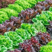 Lettuce plants Bistro Blend colourful lettuce edible varieties purple and green