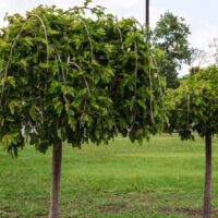 Two weeping mulberry trees in a row with green foliage. Morus alba chaparral 'Weeping Mulberry' Fruitless trees