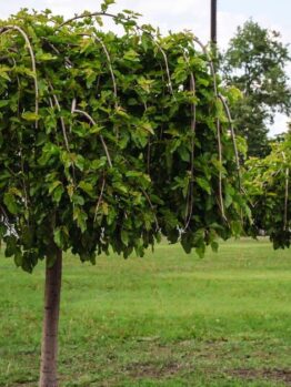 Two weeping mulberry trees in a row with green foliage. Morus alba chaparral 'Weeping Mulberry' Fruitless trees