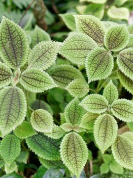 A close up of a Pilea mollis Moon Valley foliage green and dark green shades with bumpy texture indoor plant