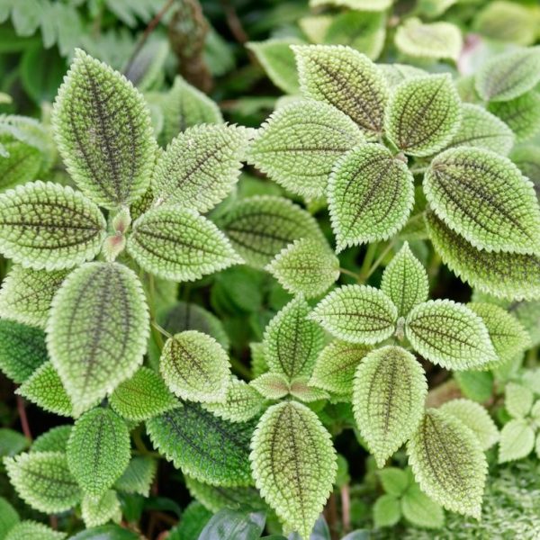 A close up of a Pilea mollis Moon Valley foliage green and dark green shades with bumpy texture indoor plant