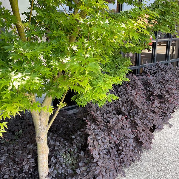 Japanese Maple