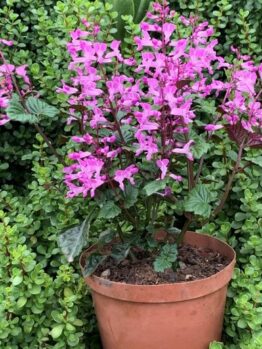 Plectranthus 'Mona Lavender' Pink bright flowers in a terracotta orange pot