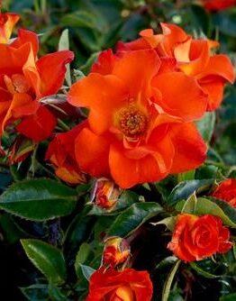 Rose 'Afrikaans' Bush Form in a bush with green leaves. Orange rose