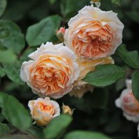 A group of Roses 'Bathsheba' english shrub rose david austin roses ruffled apricot rose bush