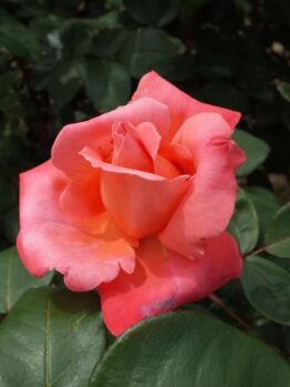 rosa hybrid tea Catherine deneuve salmon pink rose