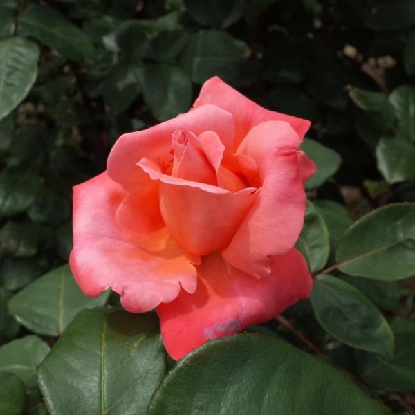 rosa hybrid tea Catherine deneuve salmon pink rose