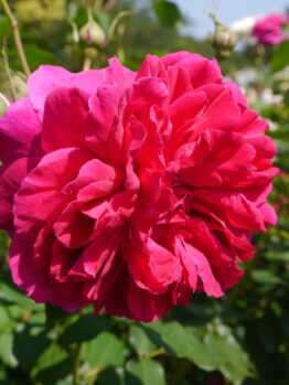 A Rose 'Thomas A Beckett' Bush Form is blooming in a garden. Rosa david austin fluffy pink clusters