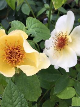 Two white and yellow Roses with orange stamens blooming on a bush in the garden Golden Wings