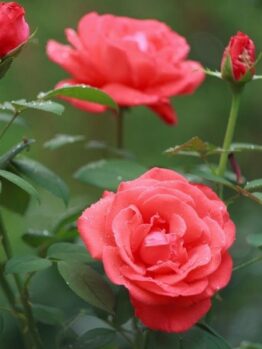 pretty roses growing in a garden with double salmon pink blooms Salmon sensation climbing rose