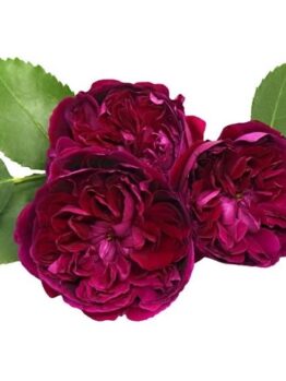 Ultraviolet purple burgundy rich wine red rose with buff flurry ruffled petals