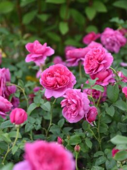 rosa david austin english shrub rose James L Austin Hot pink buff roses