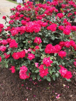 Rosa Double Knockout Roses cherry red hot pink in colour blooming in a bush shrub in a garden