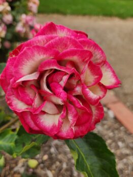 Rosa floribunda rose IMP multicoloured large rose mixed of hot pink, red and white in a garden bed