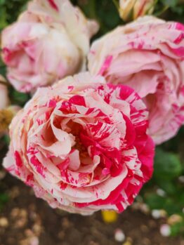 Three pink and white roses in a garden. Rosa floribunda Scentimental Rose multicoloured with creamy bwhite and pink and red specks