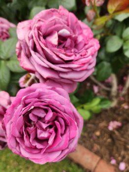 Transplant Australia's Thank You Rose Floribunda Rose two purple ruffled roses