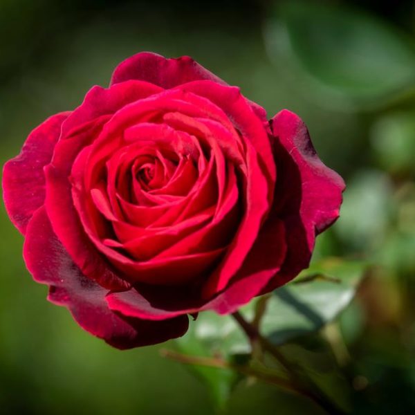 Rosa hybrid tea Rich red rose flower Bulls Red with fragrant petals