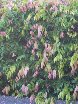 A Syzygium australe Cascade Lilly Pilly hedge for screening with green foliage and pink tips. Australian native attracting wildlife.