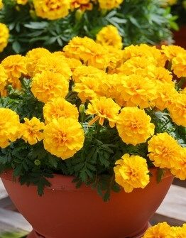 Tagetes patula Marigold African Queen masses of yellow flowers in a pot cottage style gardens