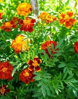 Tagetes patula Marigold safari mix flowering multicoloured blooms with green leaves yellows oranges and red flowers