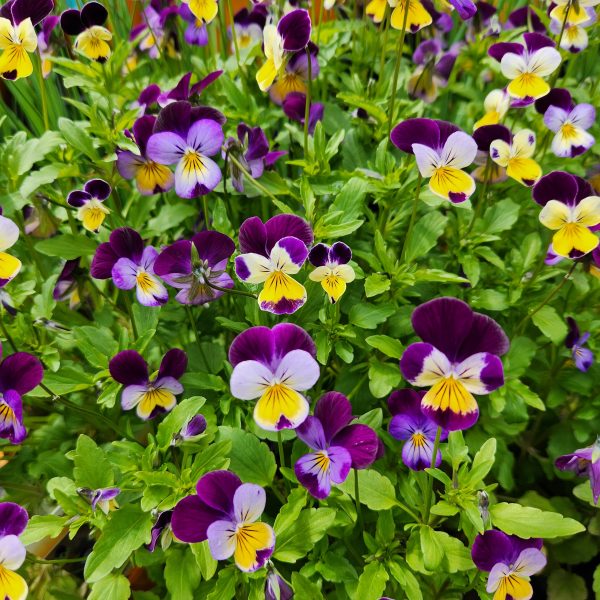 Viola tricolor Heartease flowers herb edible flowers mixed of purple mauve white and yellow with green leaves
