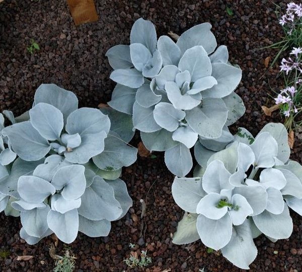 Senecio candicans angel wings plants 3 of them in a garden with selver velvet foliage