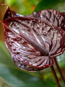Anthurium 'Black Love' tropical indoor plant with green glossy heart shaped leaves and dark burgundy black flowers with spikes