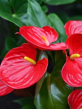 ANTHURIUM SUCCESS RED TROPICAL PLANT WITH BRIGHT RED HEART SHAPED FLOWERS WITH BRIGHT YELLOW SPIKES
