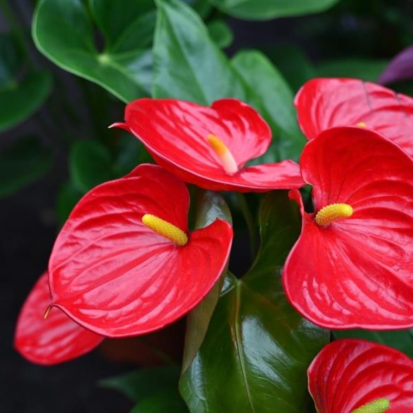 ANTHURIUM SUCCESS RED TROPICAL PLANT WITH BRIGHT RED HEART SHAPED FLOWERS WITH BRIGHT YELLOW SPIKES