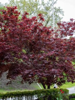 acer palmatum emperor one japanese maple upright tree with beautiful purple red foliage